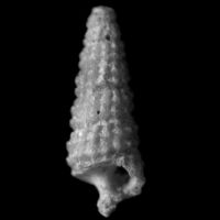Krachiopsis giannuzzii 